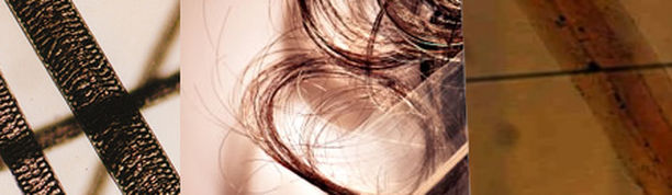 Microscopic hair examination sample